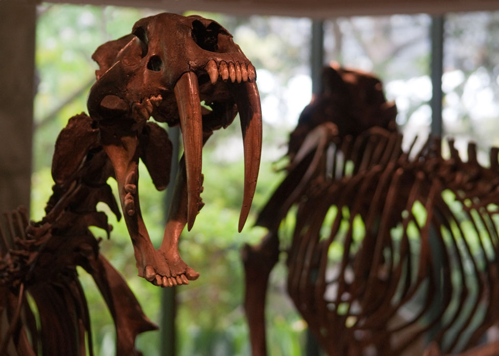 01_smilodon_lbtpm_photo