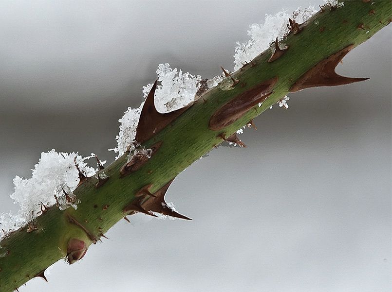 rose thorn & snow 2